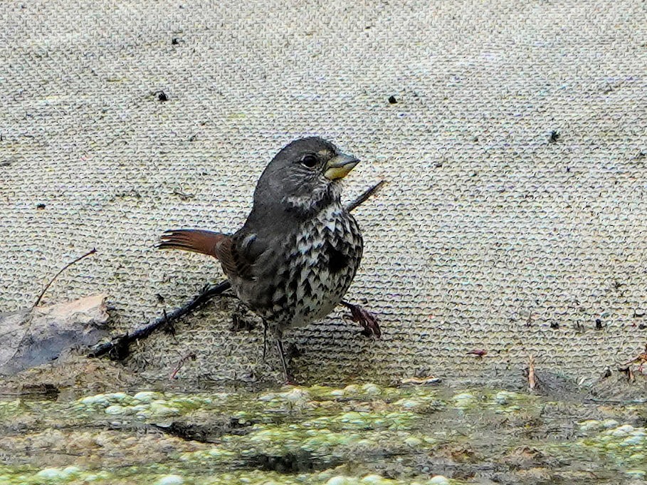 Fox Sparrow (Thick-billed) - ML493009321