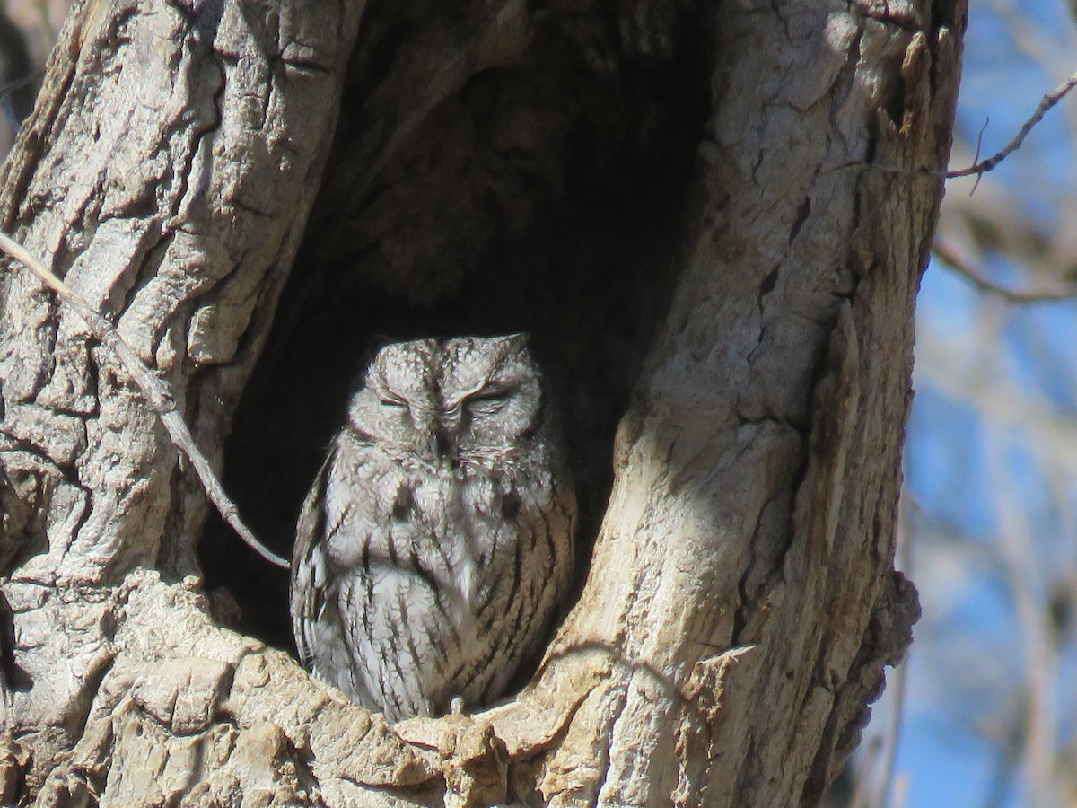 Western Screech-Owl - ML49300951