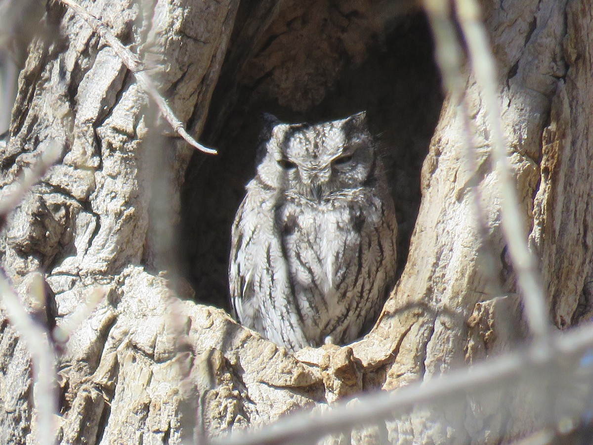 Western Screech-Owl - ML49300981
