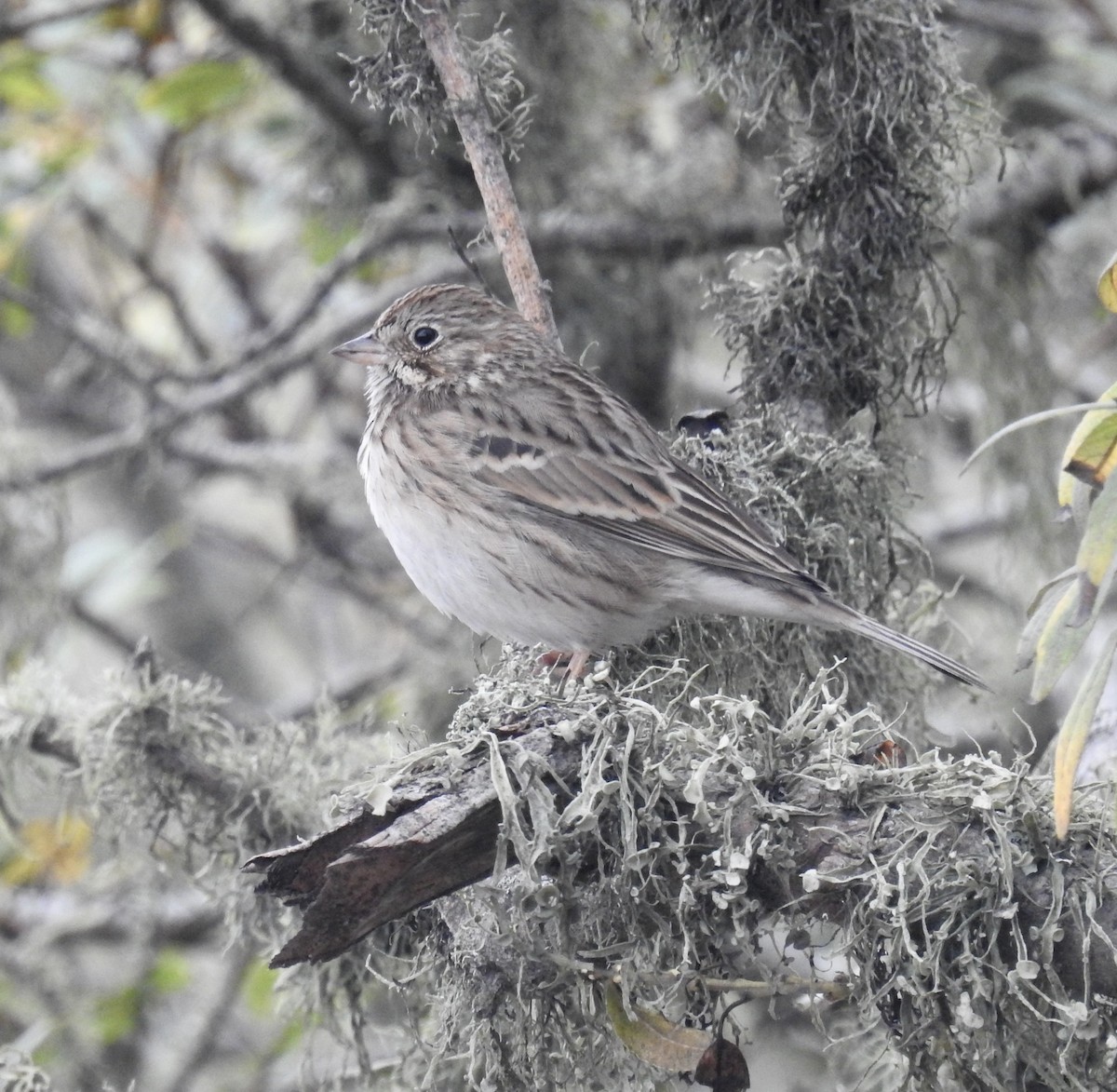 Vesper Sparrow - ML493009821