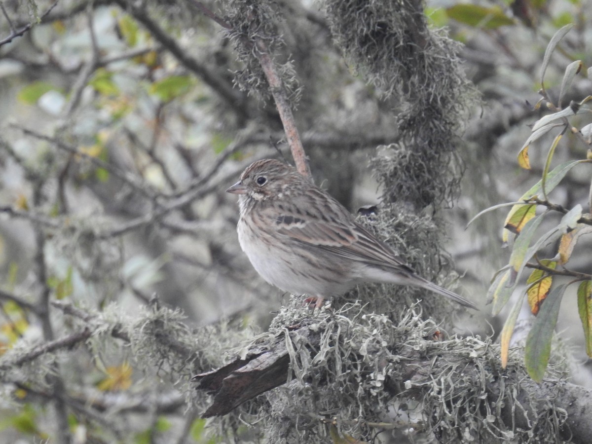 Vesper Sparrow - ML493009831