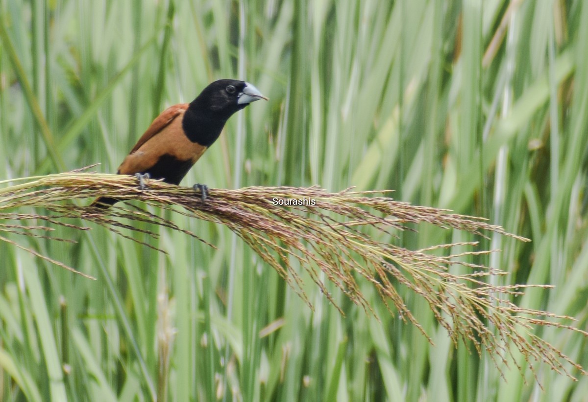 Tricolored x Chestnut Munia (hybrid) - ML493009851