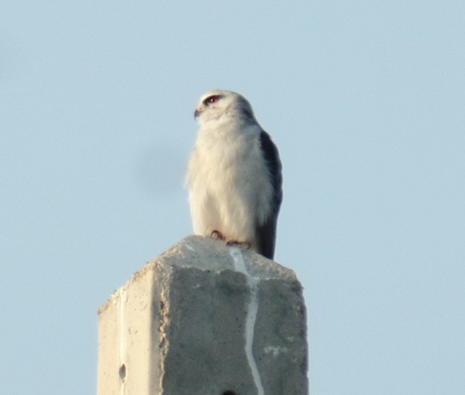 Black-winged Kite - ML493011271