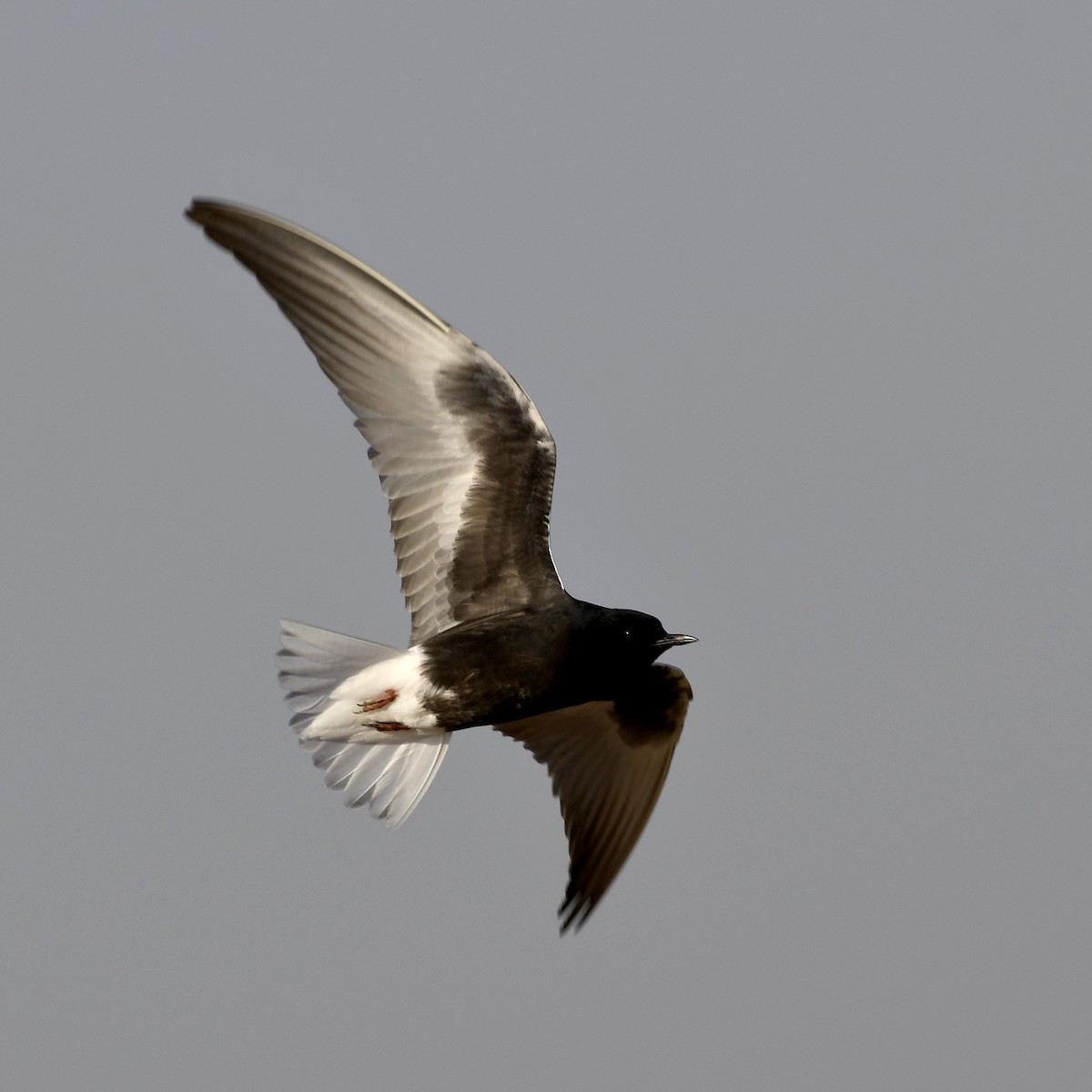 White-winged Tern - ML493011491