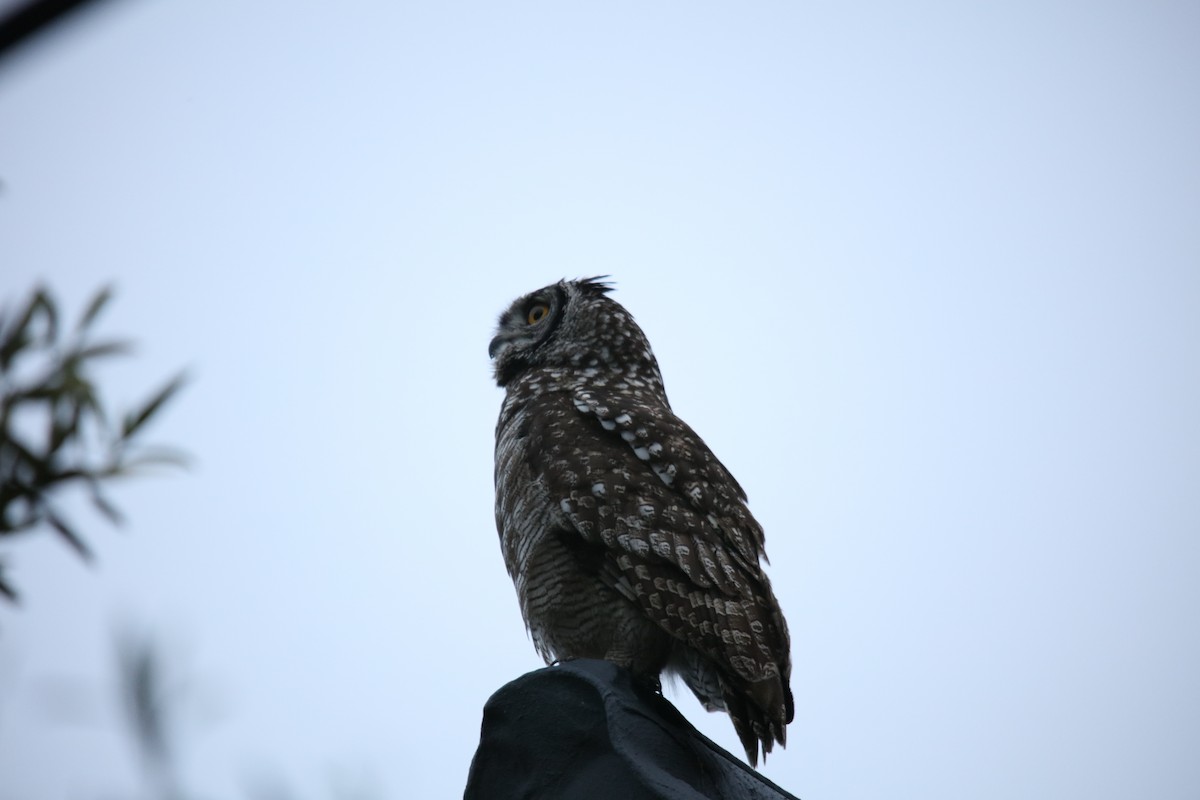 Spotted Eagle-Owl - ML493012551