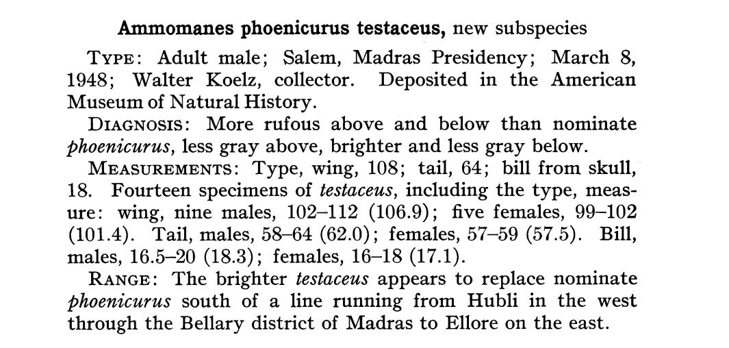 Rufous-tailed Lark - ML493013271