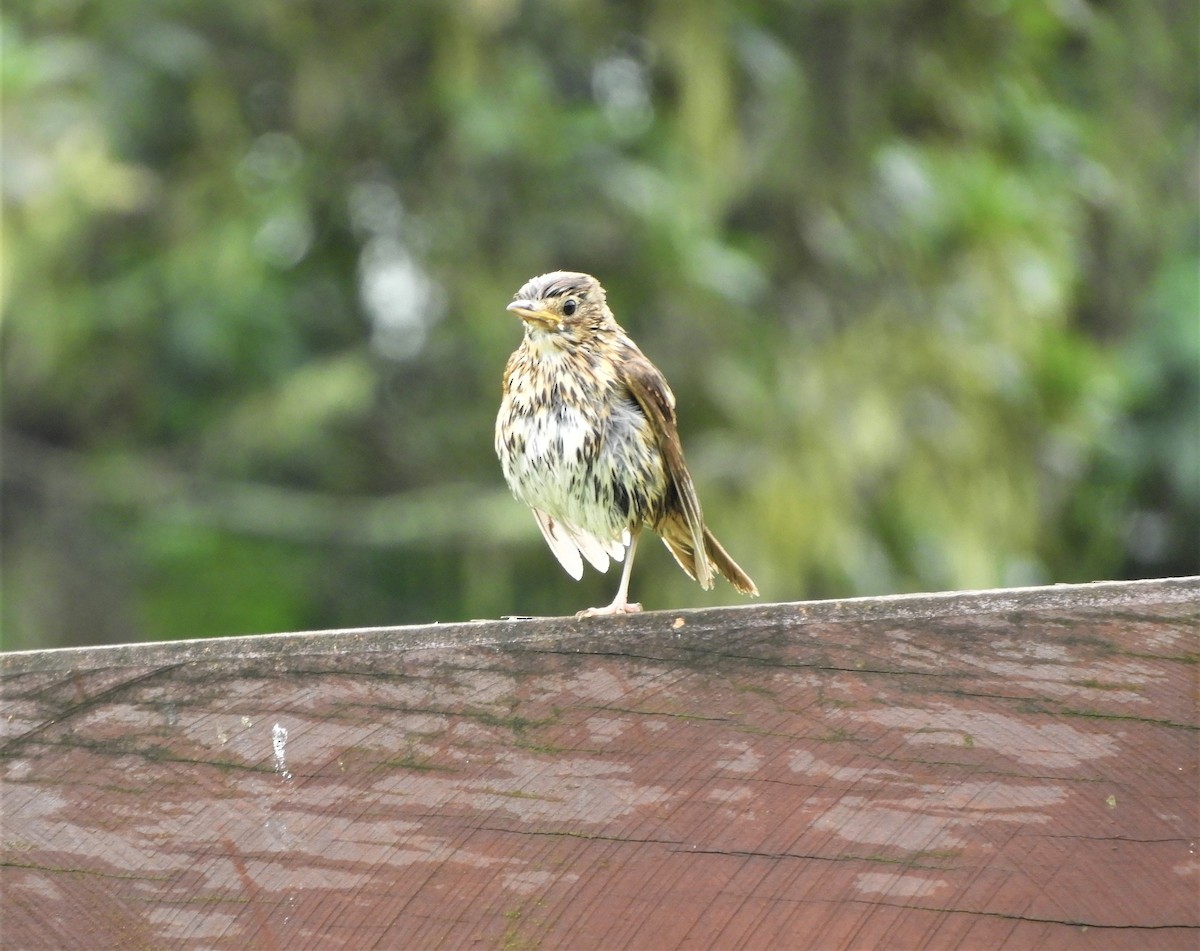 Song Thrush - ML493014131