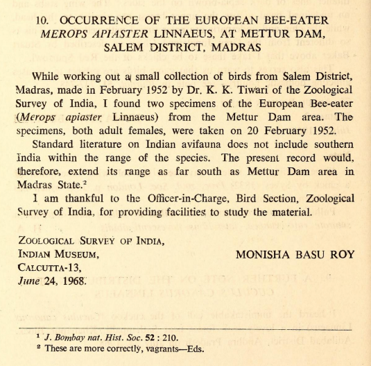 European Bee-eater - ML493014191