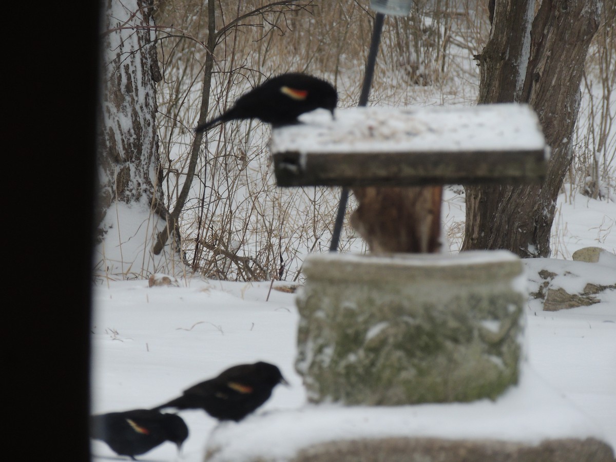 Red-winged Blackbird - Melody Walsh