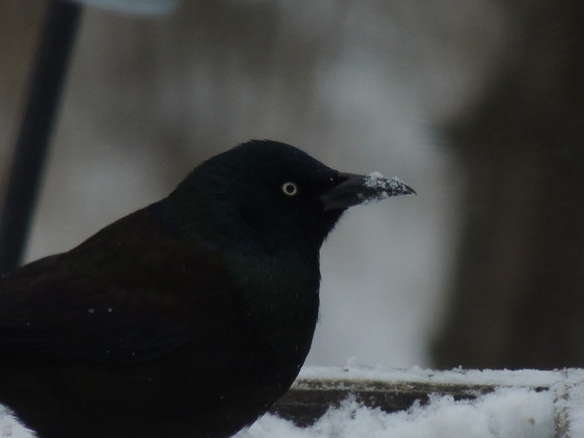 Common Grackle - Melody Walsh