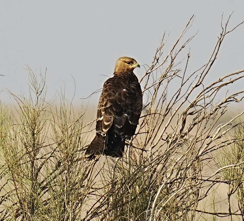 European Honey-buzzard - Phyllis Weintraub