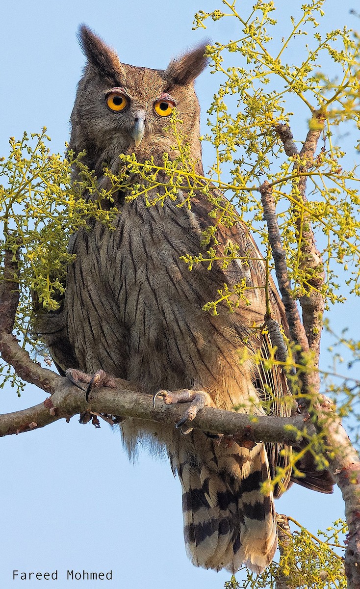 Dusky Eagle-Owl - Fareed Mohmed