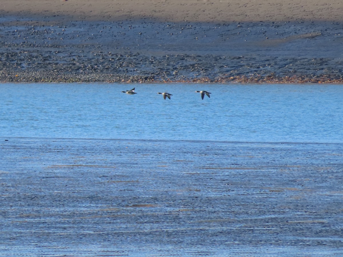 Common Merganser - Laura Burke