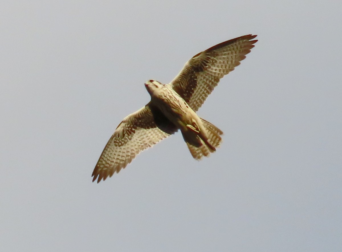 Prairie Falcon - Alfonso Luengo