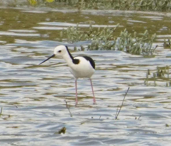 Pied Stilt - Samantha Duffy