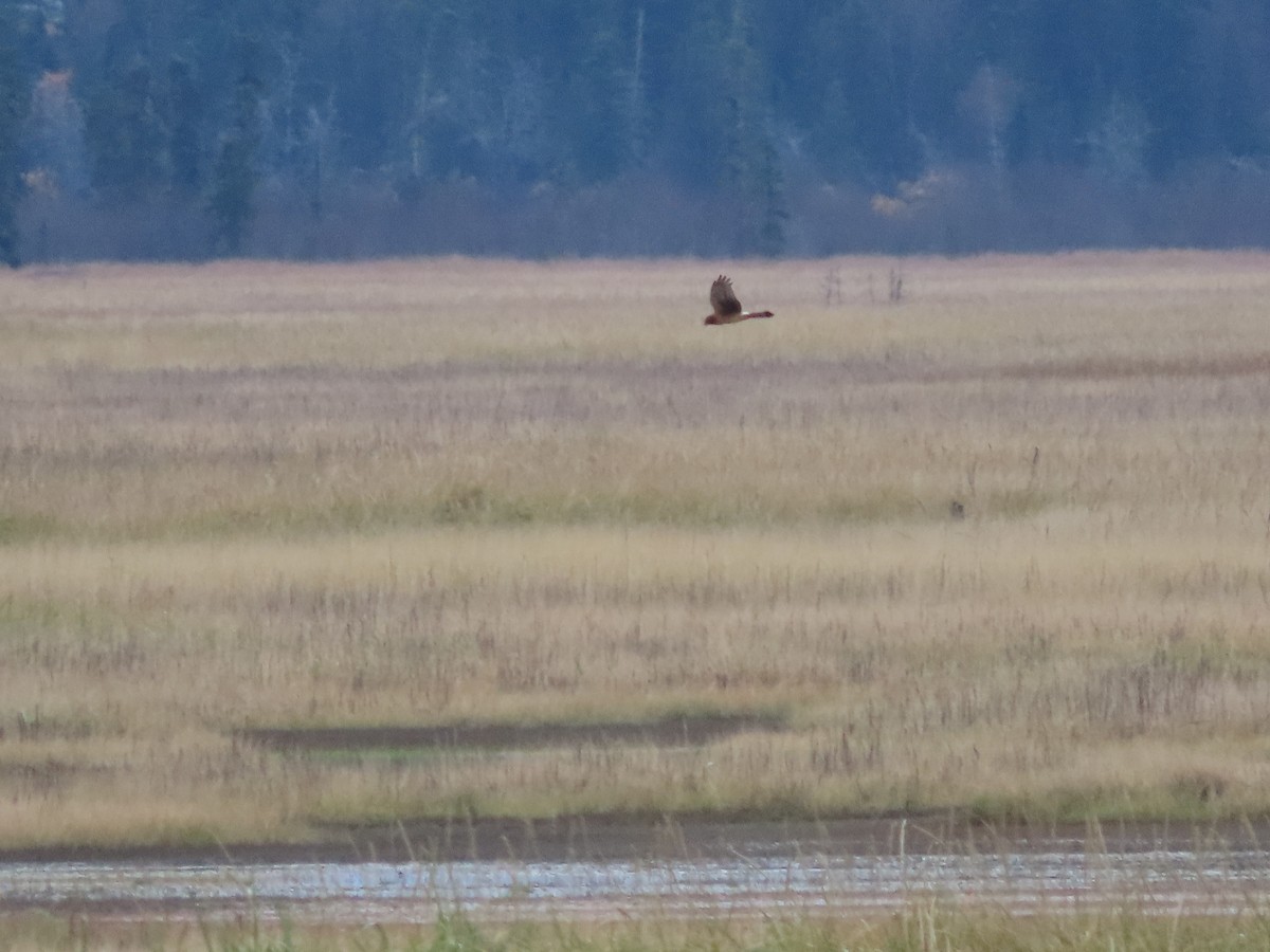 Northern Harrier - ML493018771