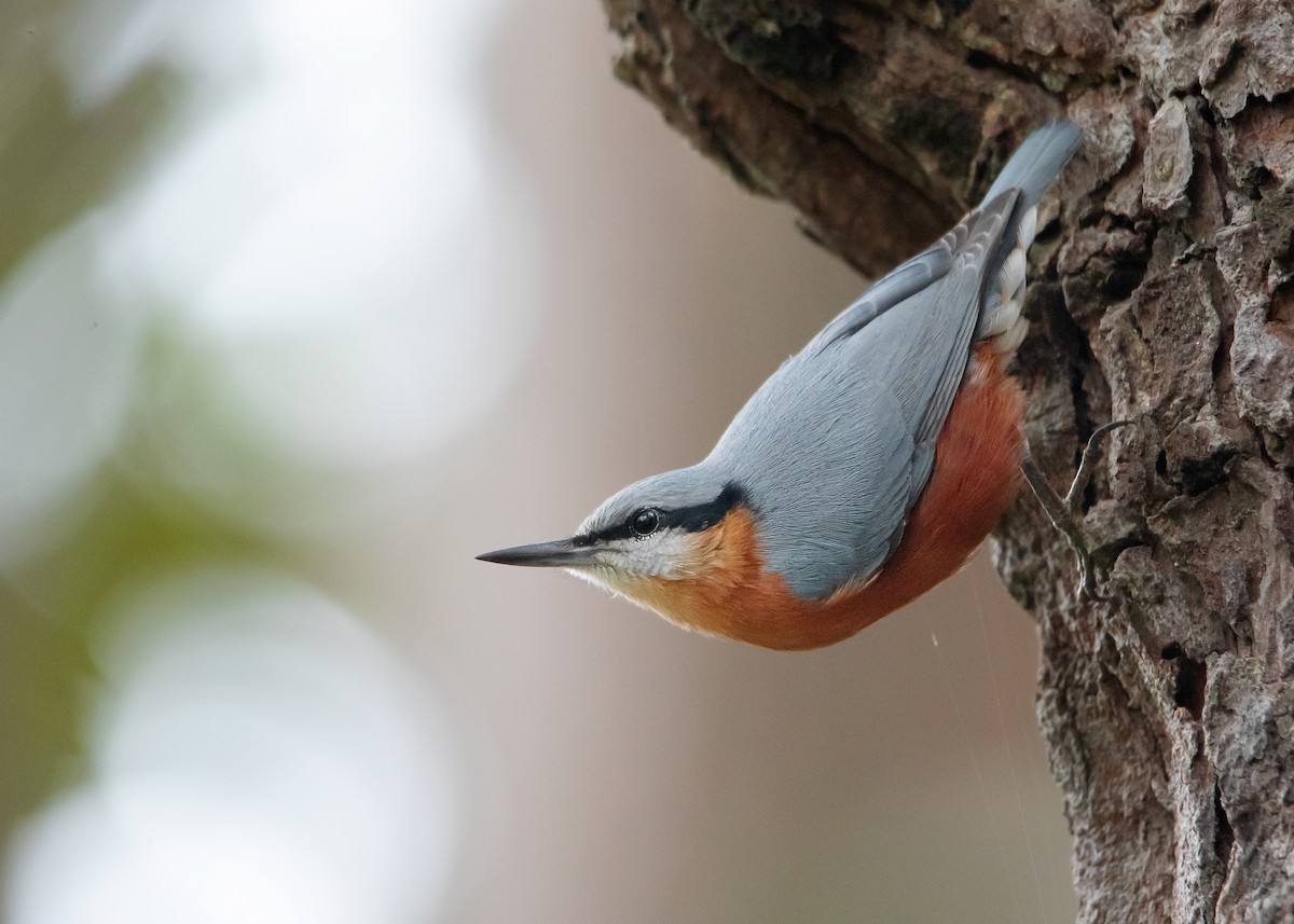 Burmese Nuthatch - ML493018861