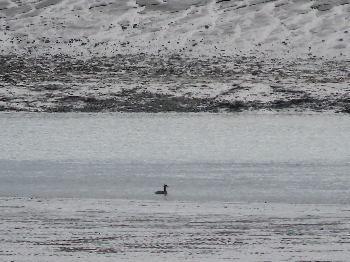 Red-breasted Merganser - ML493018901