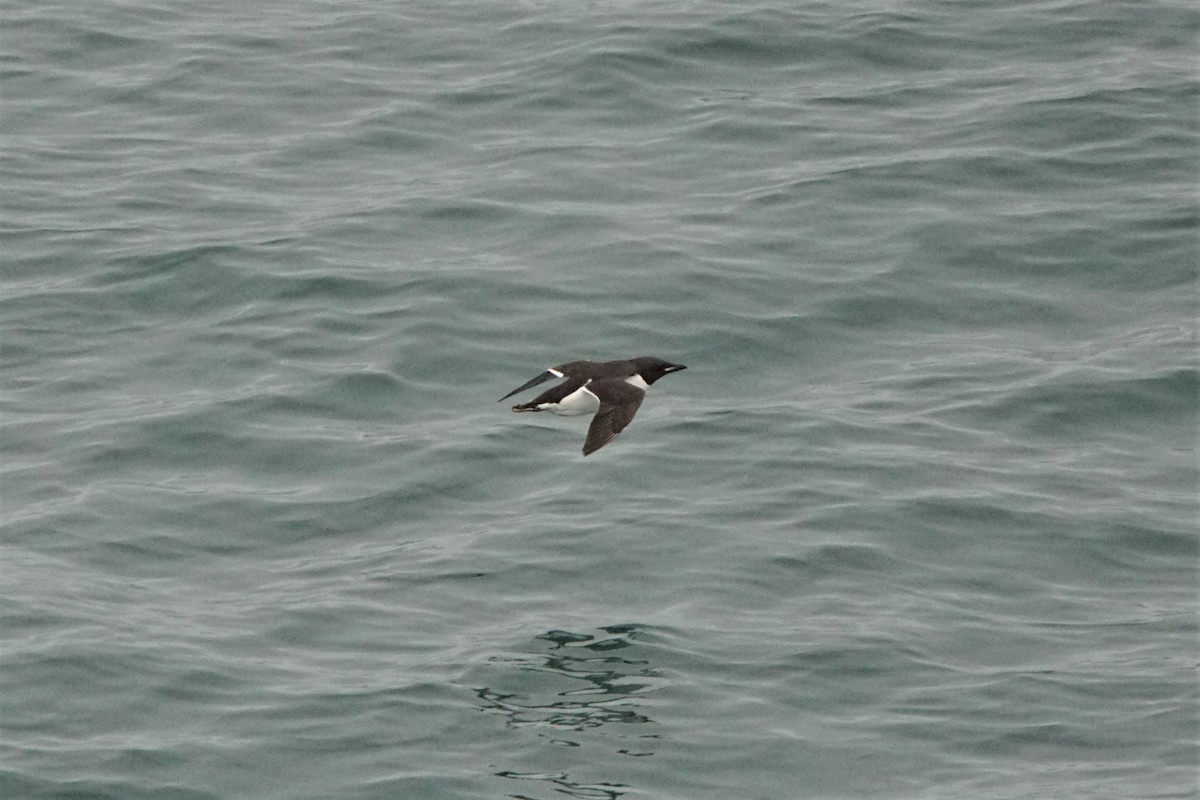 Thick-billed Murre - ML493020201