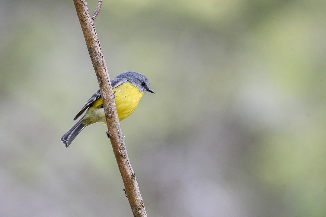 Eastern Yellow Robin - Shae Nechwatal