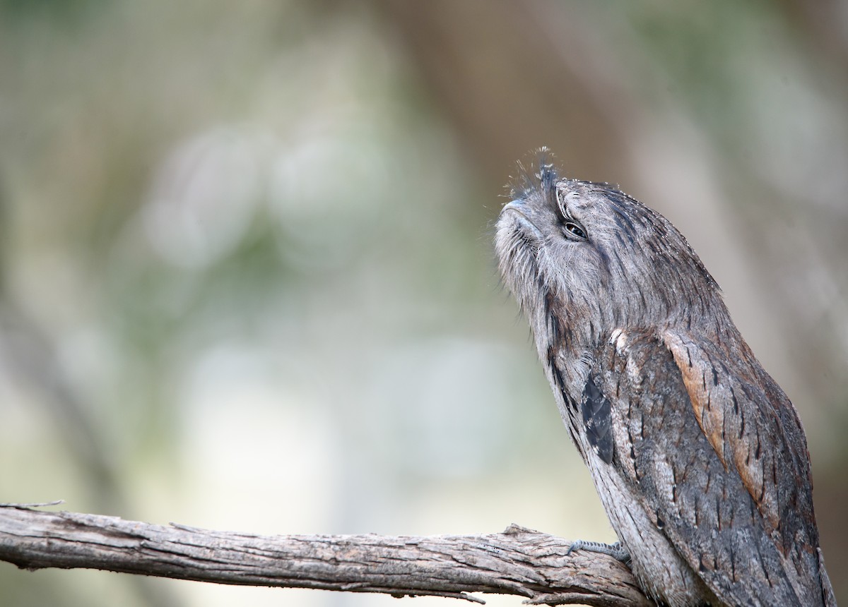 Tawny Frogmouth - ML493020511