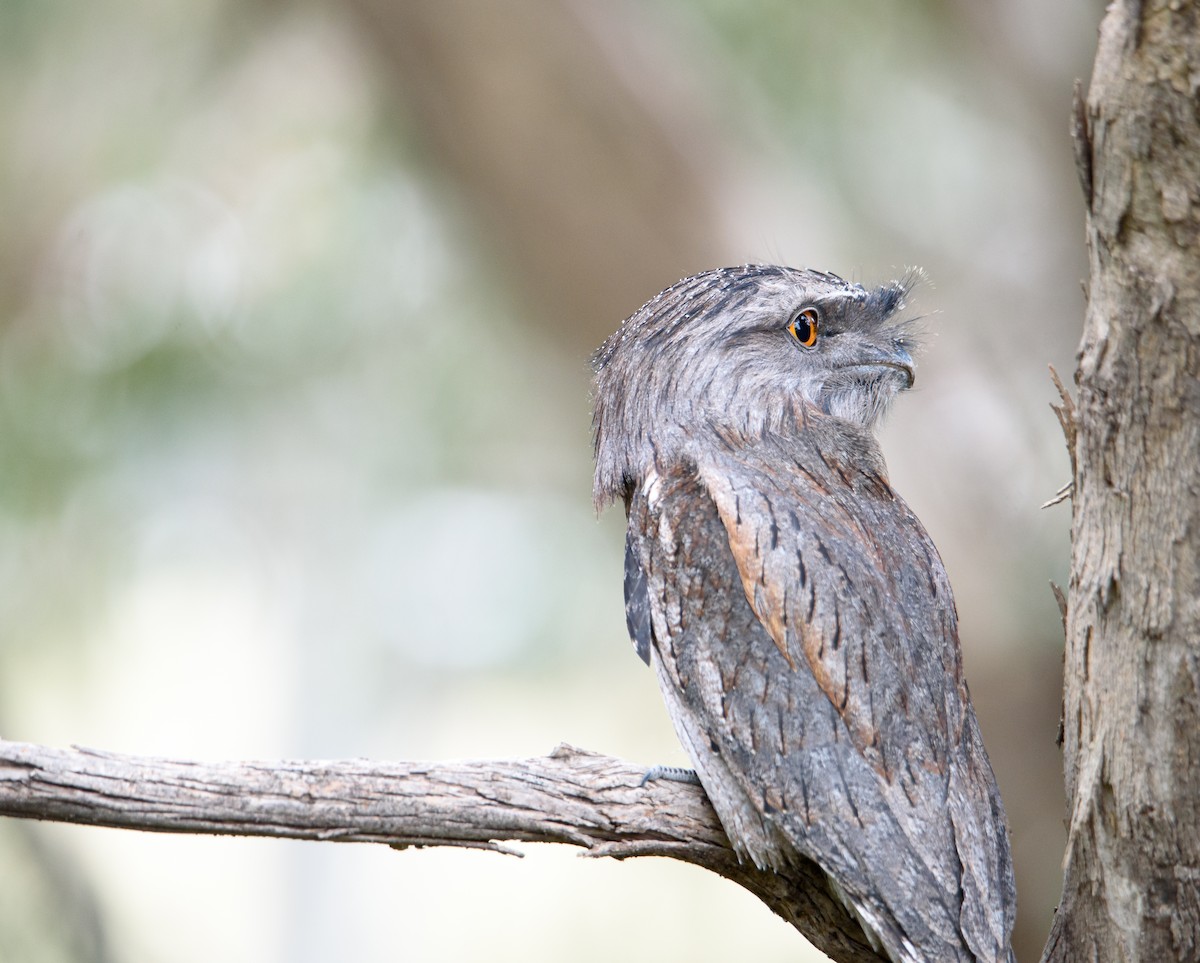 Tawny Frogmouth - ML493020521