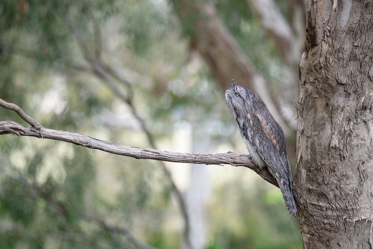 Tawny Frogmouth - ML493020971