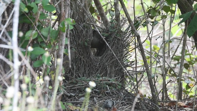 Fawn-breasted Bowerbird - ML493021201