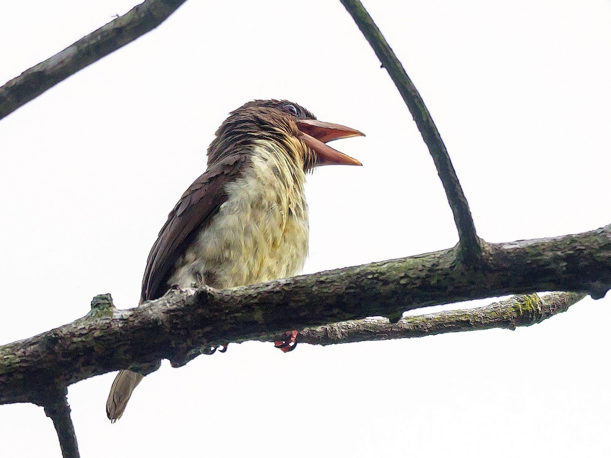 Sooty Barbet - ML493022161