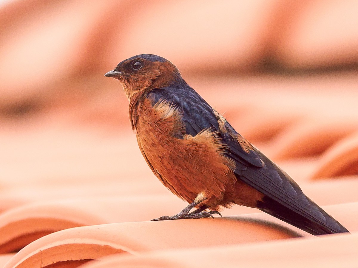 Rufous-bellied Swallow - Karyne Wee