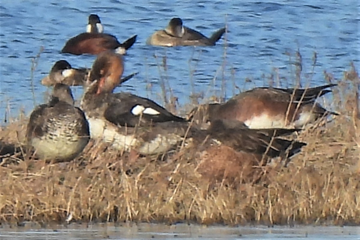 Red-breasted Merganser - ML493023281