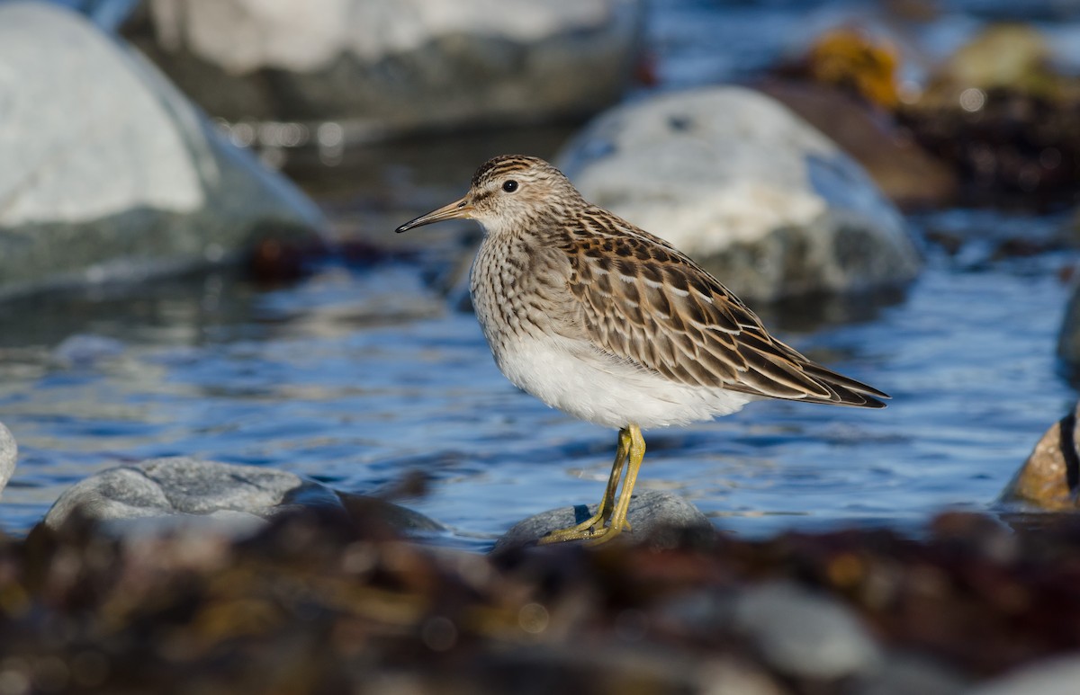 Graubrust-Strandläufer - ML493023541