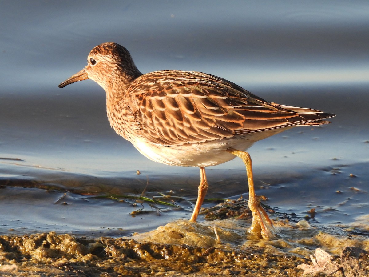 Pectoral Sandpiper - ML493023711