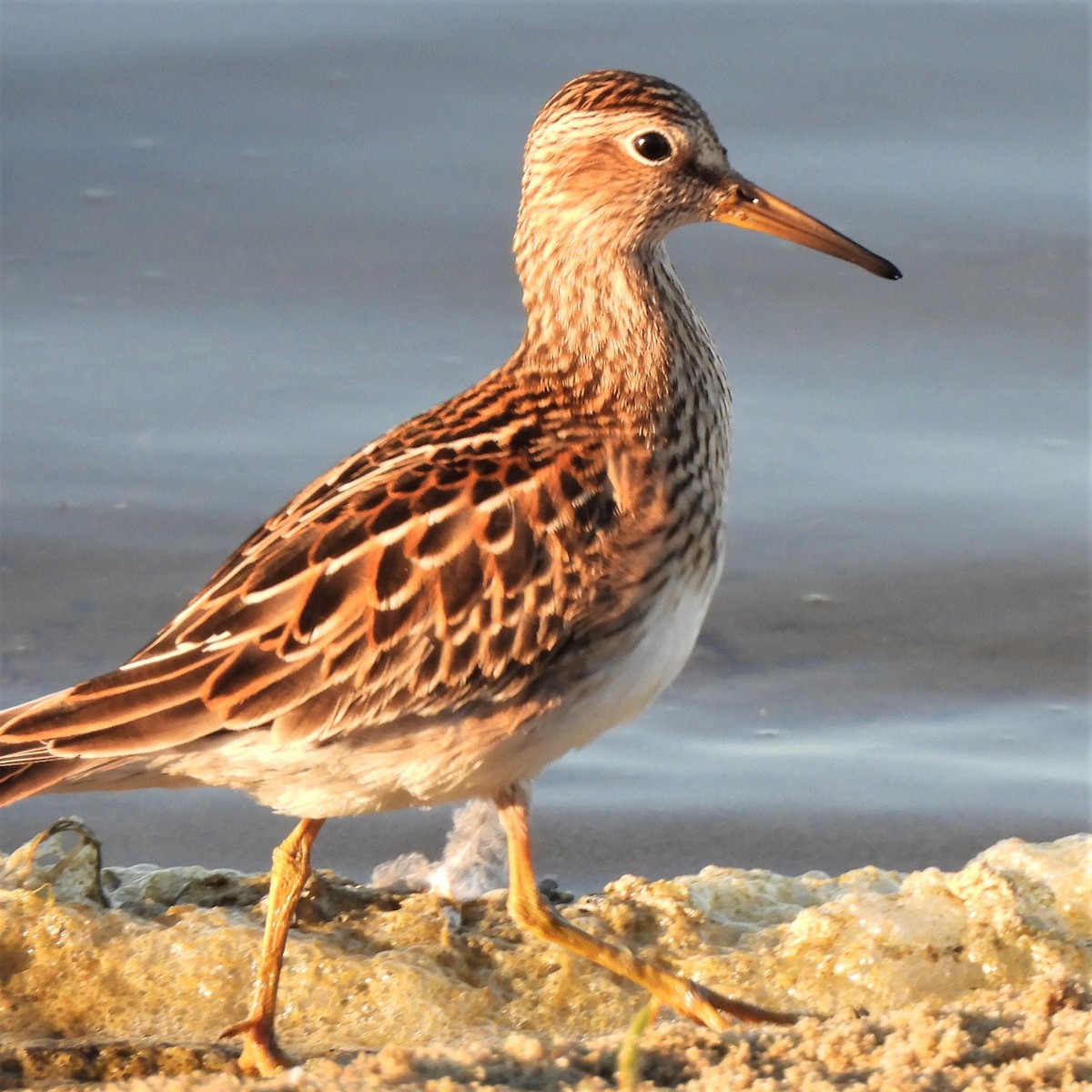 Pectoral Sandpiper - ML493023721