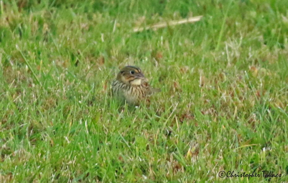 Henslow's Sparrow - ML493023911