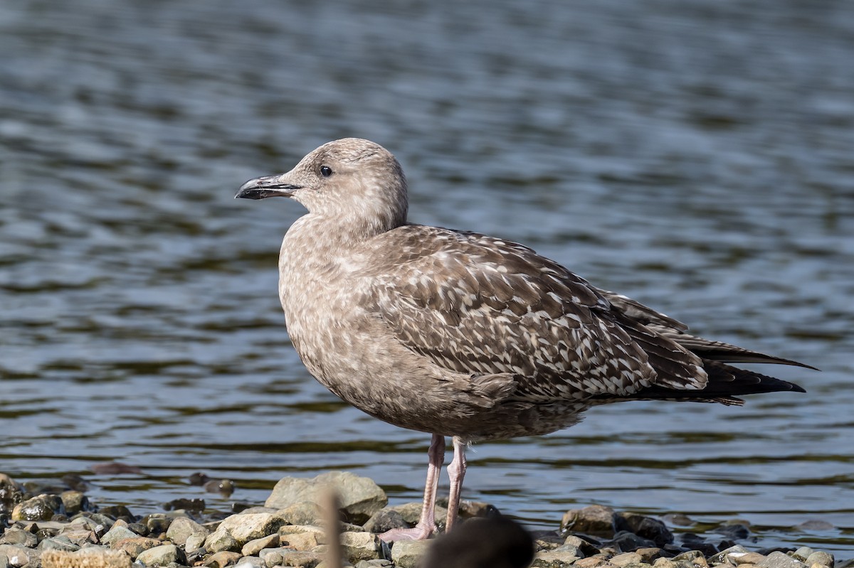 Lesser Black-backed Gull - ML493024471