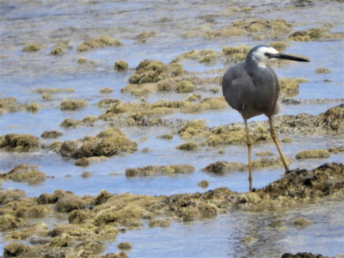 White-faced Heron - stephen gallivan