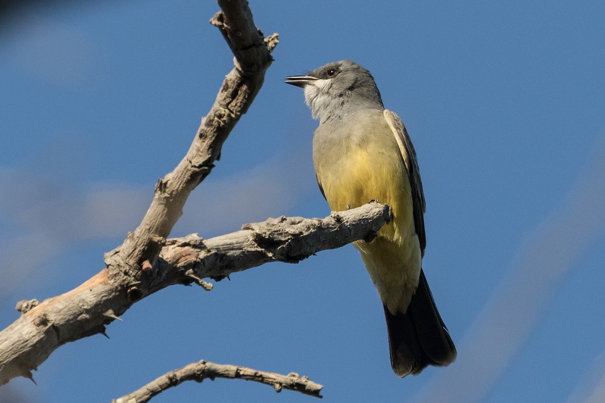 Cassin's Kingbird - ML49302521