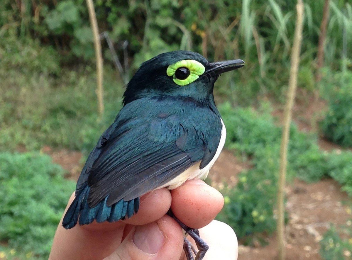 Black-necked Wattle-eye - ML49302531