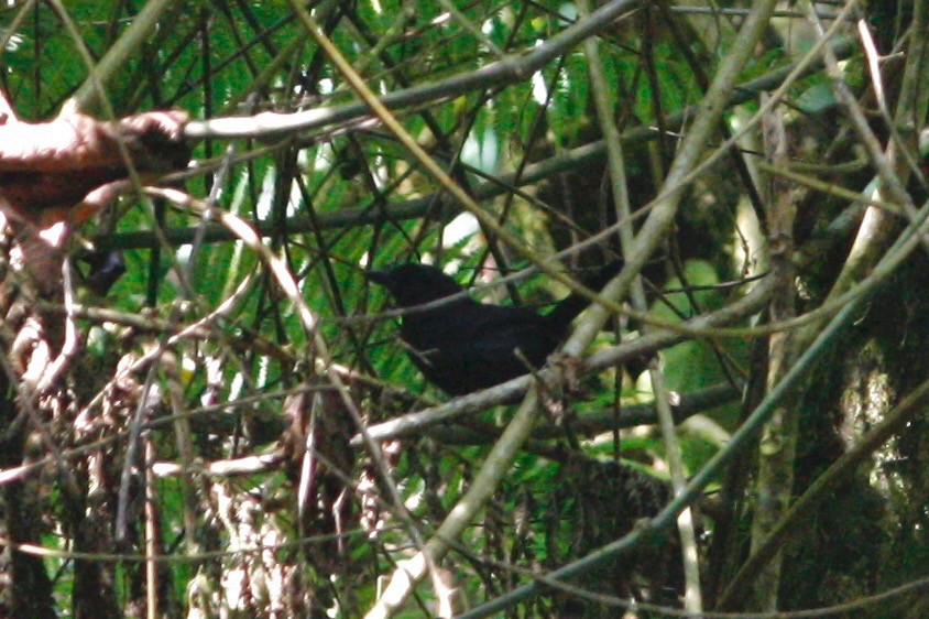 Bubú Montano Occidental (poensis) - ML49302551