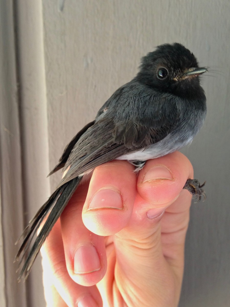 White-bellied Crested Flycatcher (White-bellied) - ML49302581