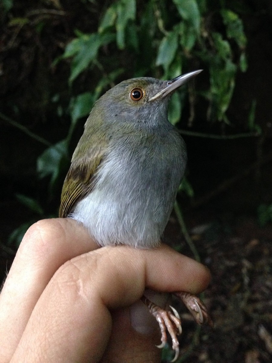 Olive-green Camaroptera - ML49302611