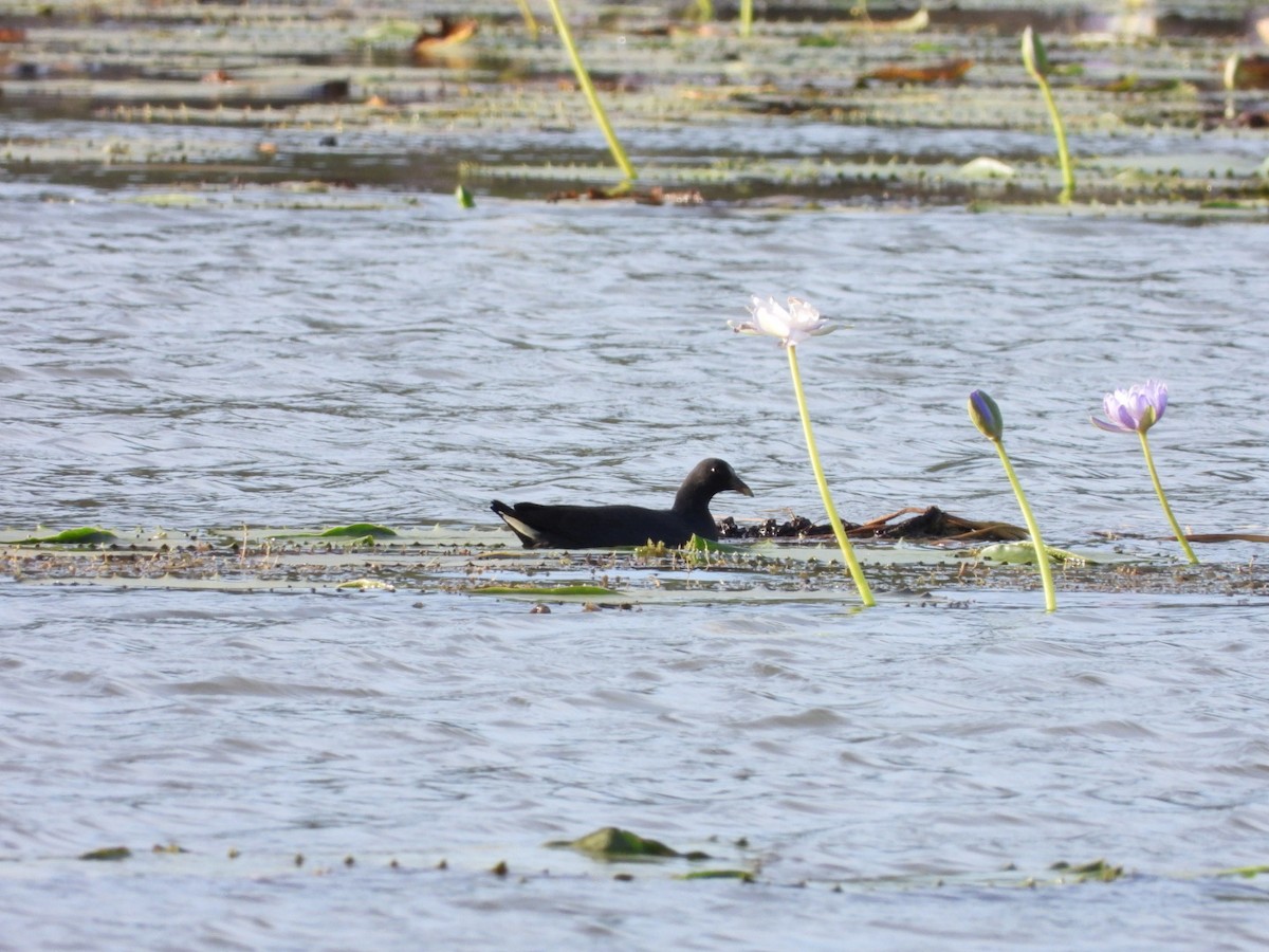 Dusky Moorhen - ML493026721