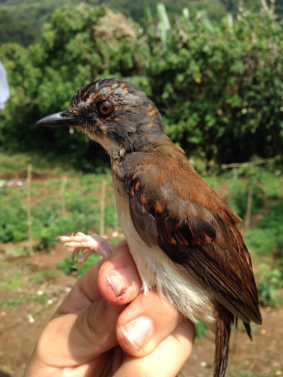 Brown-chested Alethe (Chestnut-backed) - ML49302691