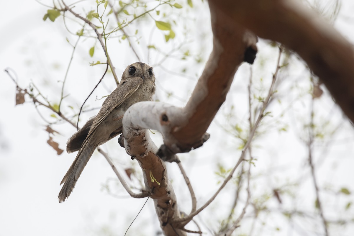 Australian Owlet-nightjar - ML493027571