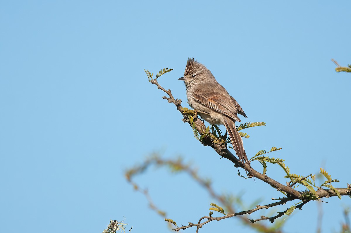 Tufted Tit-Spinetail - ML493028881