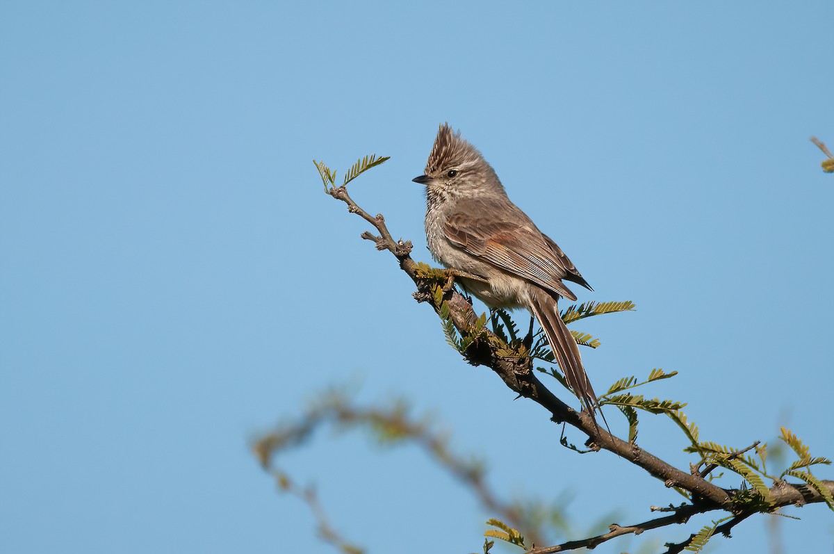 Tufted Tit-Spinetail - ML493028891