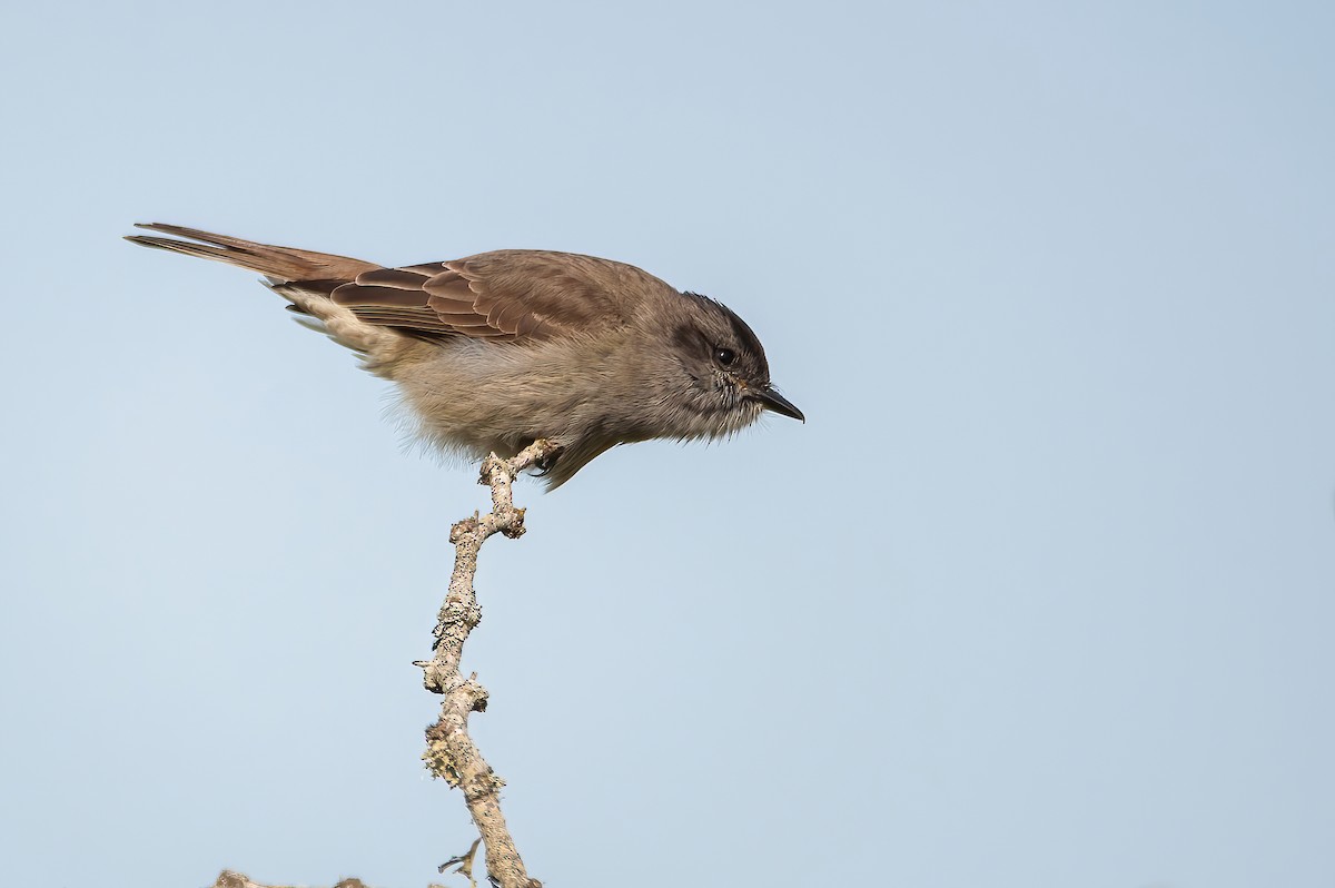 Crowned Slaty Flycatcher - ML493029491