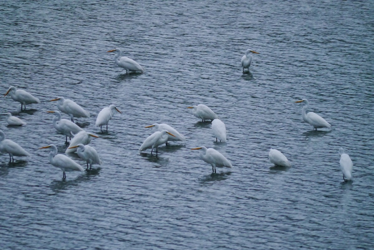 Great Egret - ML493029851