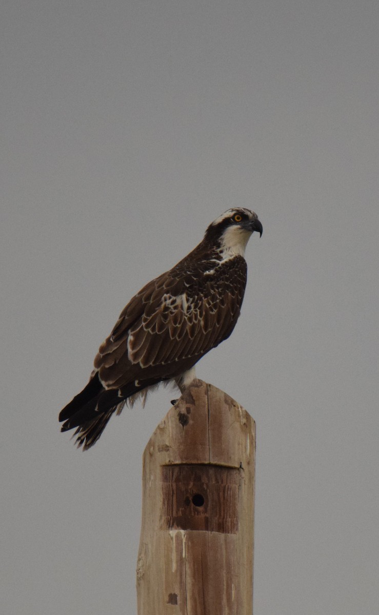 Águila Pescadora - ML493031161